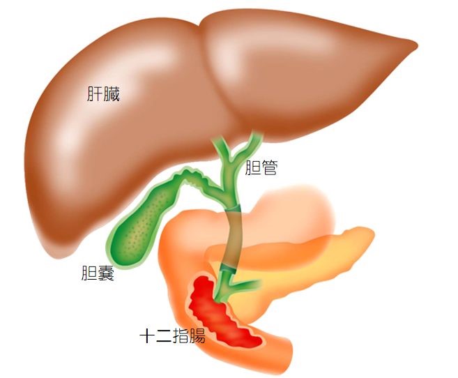 肝臓・胆管・胆嚢・十二指腸