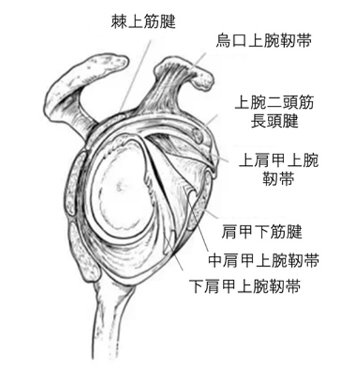 肩甲骨窩周囲の靭帯、腱板の解剖構造