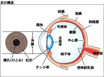目の構造