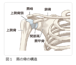 図1 肩の骨の構造