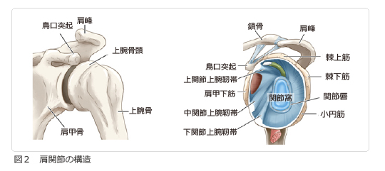 図2 肩関節の構造