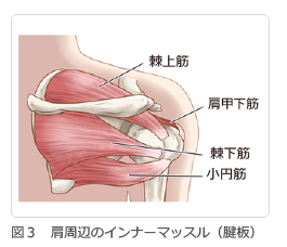 図3 肩周辺のインナーマッスル（腱板）